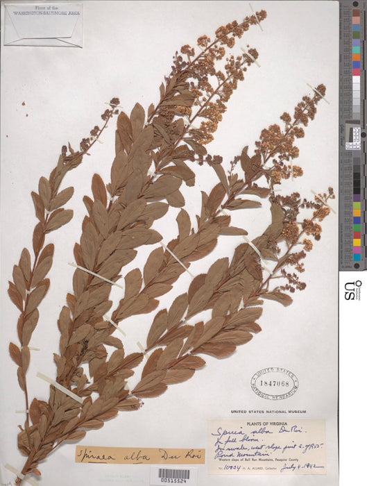 Meadowsweet (Spiraea alba)