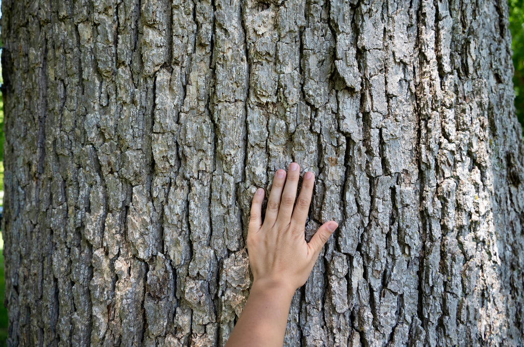 Chinquapin Oak (Quercus muehlenbergii)