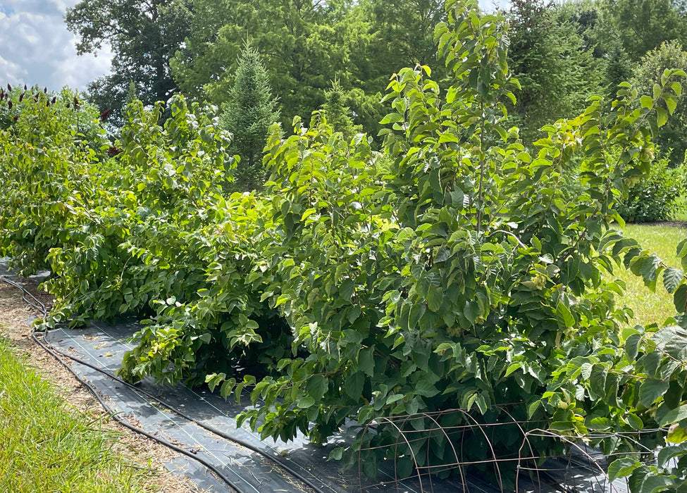 American Hazelnut (Corylus americana)