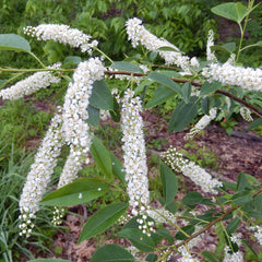 Black Cherry (Prunus serotina)