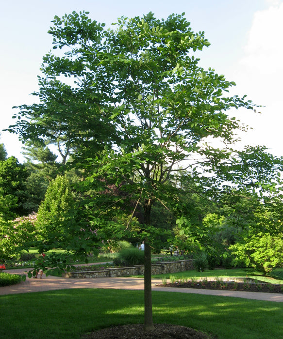Kentucky Yellowwood (Cladrastis kentukea) 1 GAL