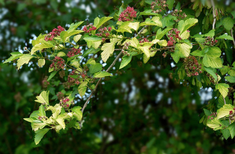 Common Ninebark (Physocarpus opulifolius)