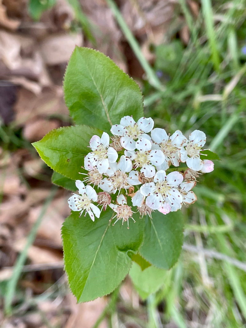 Black Chokeberry (Aronia melanocarpa)