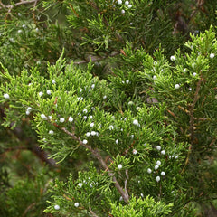 Eastern Red Cedar (Juniperus virginiana)