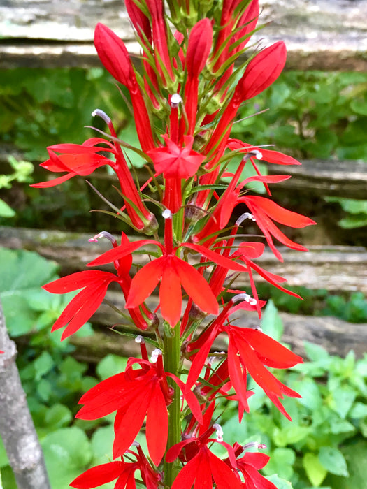 Seed Pack - Cardinal Flower (Lobelia cardinalis)