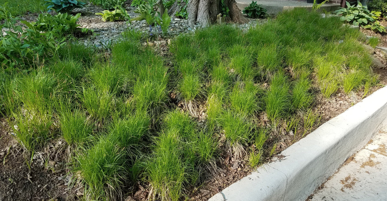 Oak Sedge (Carex pensylvanica) 2x2x3" Pot