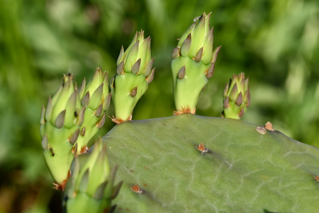 eastern prickly pear cactus opuntia humifusa Eastern Prickly Pear (Opuntia humifusa) — Native Plants Unlimited LLC