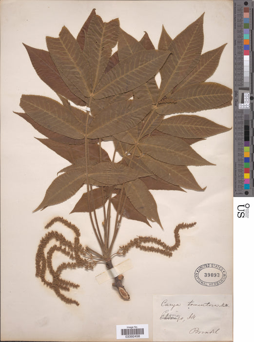 Mockernut Hickory (Carya tomentosa)