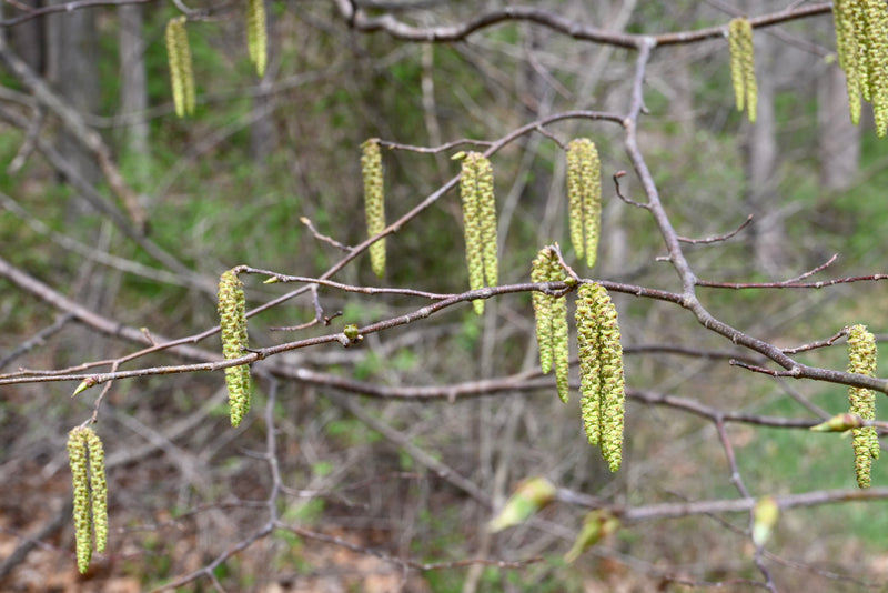 Hop Hornbeam (Ostrya virginiana)