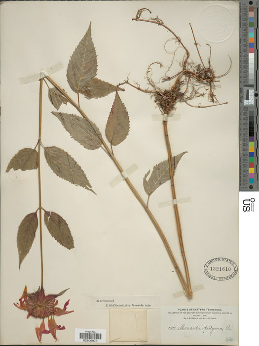 Scarlet Bee Balm (Monarda didyma)