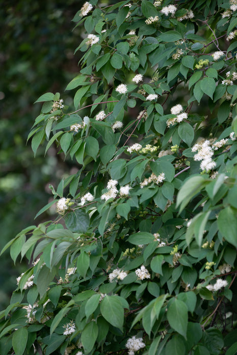 Roughleaf Dogwood (Cornus drummondii)