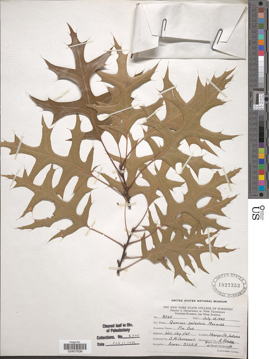 Pin Oak (Quercus palustris)