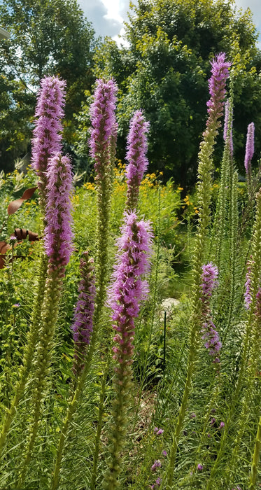 blazing star flower seeds Seed Pack