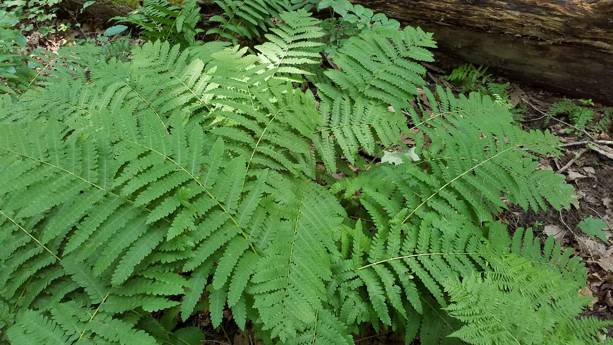 Interrupted Fern (Osmunda claytoniana)