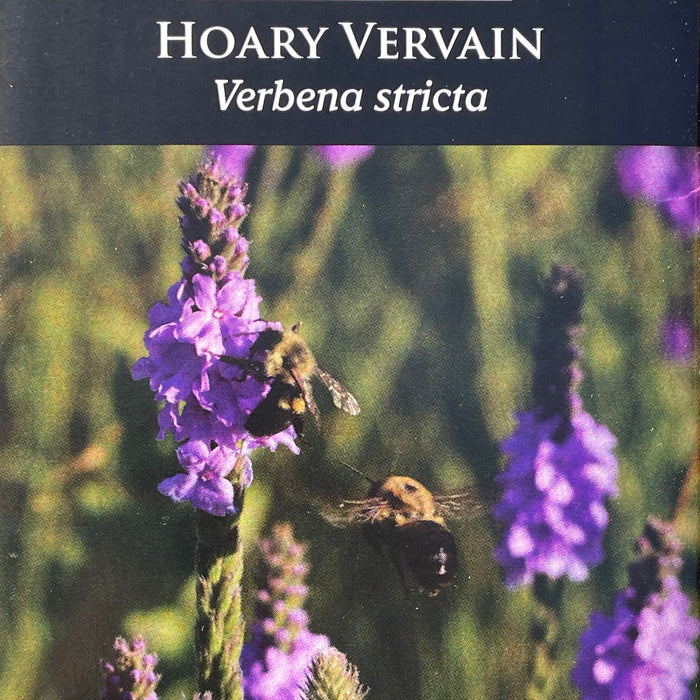 Seed Pack - Hoary Vervain (Verbena stricta)