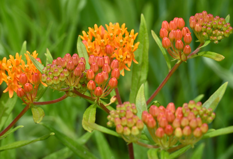 Seed Pack - Butterfly Milkweed (Asclepias tuberosa)