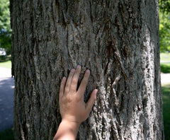 Northern Pecan (Carya illinoinensis)