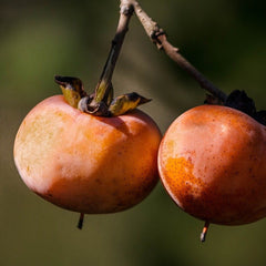 American Persimmon (Diospyros virginiana)