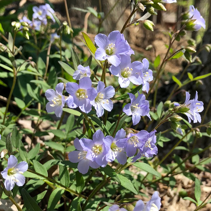 Seed Pack - Jacob’s Ladder (Polemonium reptans)