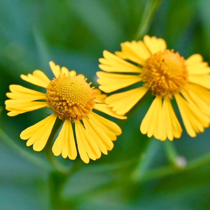 Autumn Sneezeweed (Helenium autumnale) 2x2x3" Pot