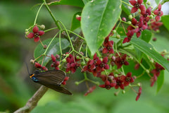 Eastern Wahoo (Euonymus atropurpureus)