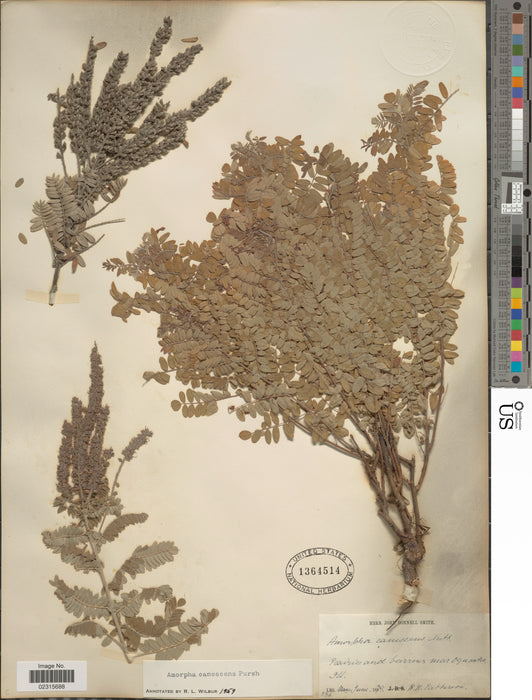 Lead Plant (Amorpha canescens)