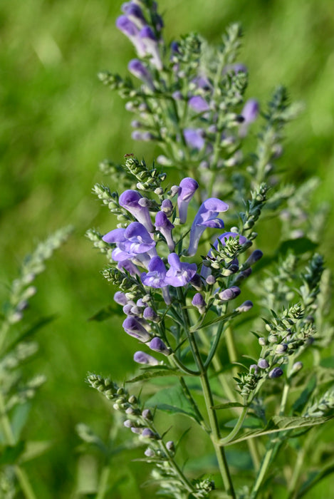 Seed Pack - Hoary [Downy] Skullcap (Scutellaria incana)