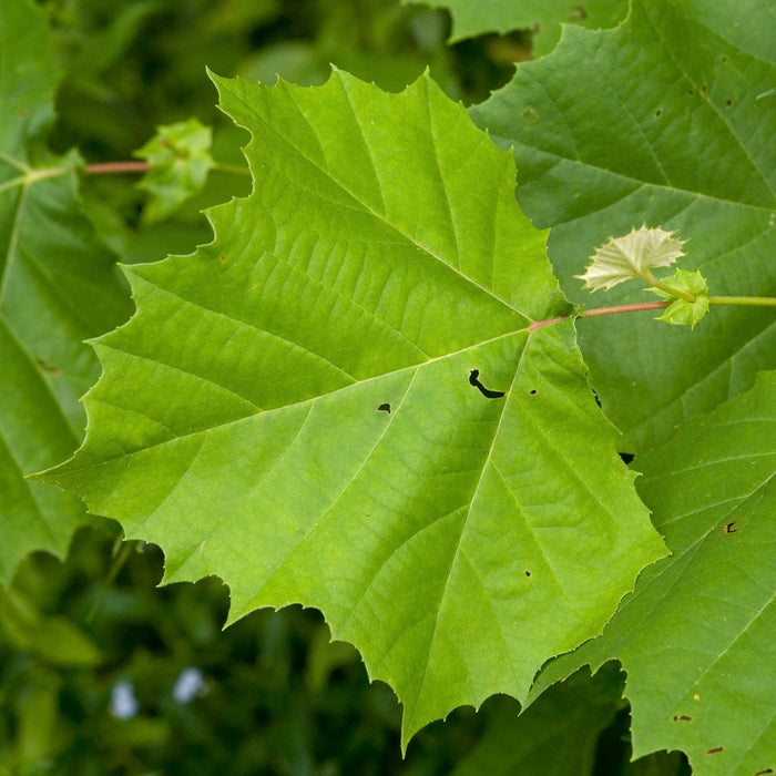 American Sycamore (Platanus occidentalis)