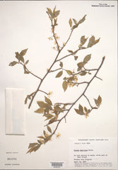 American Plum (Prunus americana)