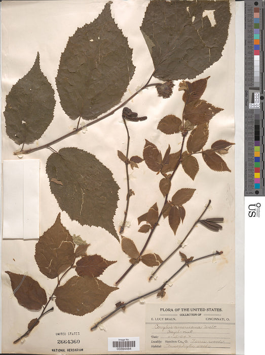 American Hazelnut (Corylus americana)