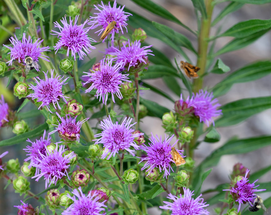 Seed Pack - Northern Blazing Star (Liatris scariosa var. nieulandii)