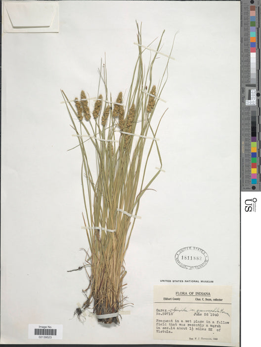 Fox Sedge (Carex vulpinoidea) 2x2x3" Pot