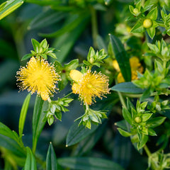 Shrubby St. John’s Wort (Hypericum prolificum)