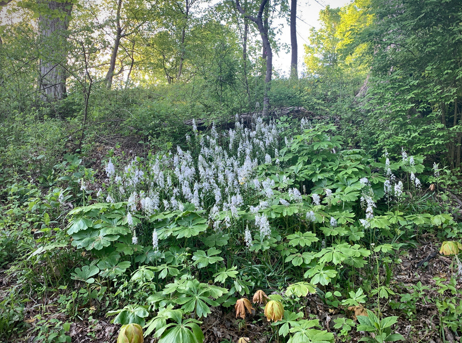 Seed Pack - Wild Hyacinth (Camassia scilloides)