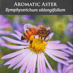 Seed Pack - Aromatic Aster (Symphyotrichum ablongifolium)