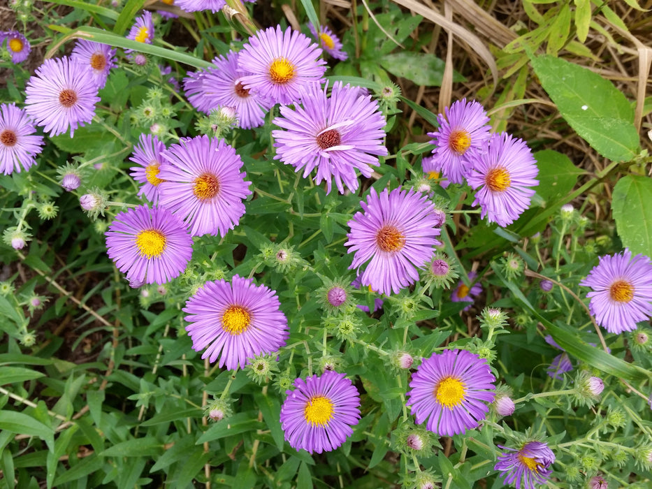 New England Aster (Symphyotrichum novae-angliae) 2x2x3" Pot