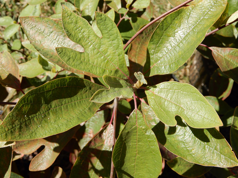 Sassafras (Sassafras albidum)