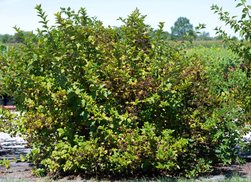 Common Ninebark (Physocarpus opulifolius)