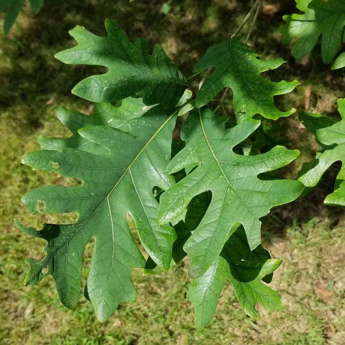 White Oak (Quercus alba)