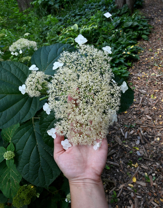 Smooth Hydrangea (Hydrangea arborescens)