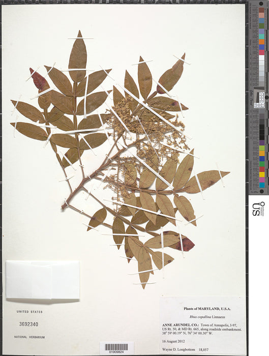 Flameleaf Sumac (Rhus copallina)