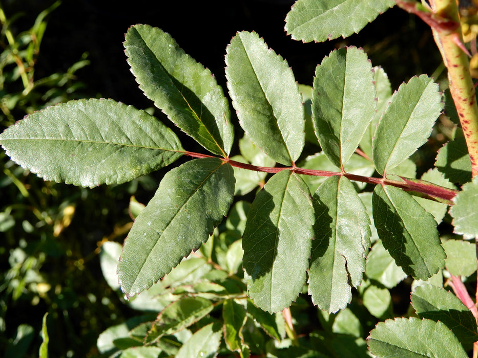 Swamp Rose (Rosa palustris)