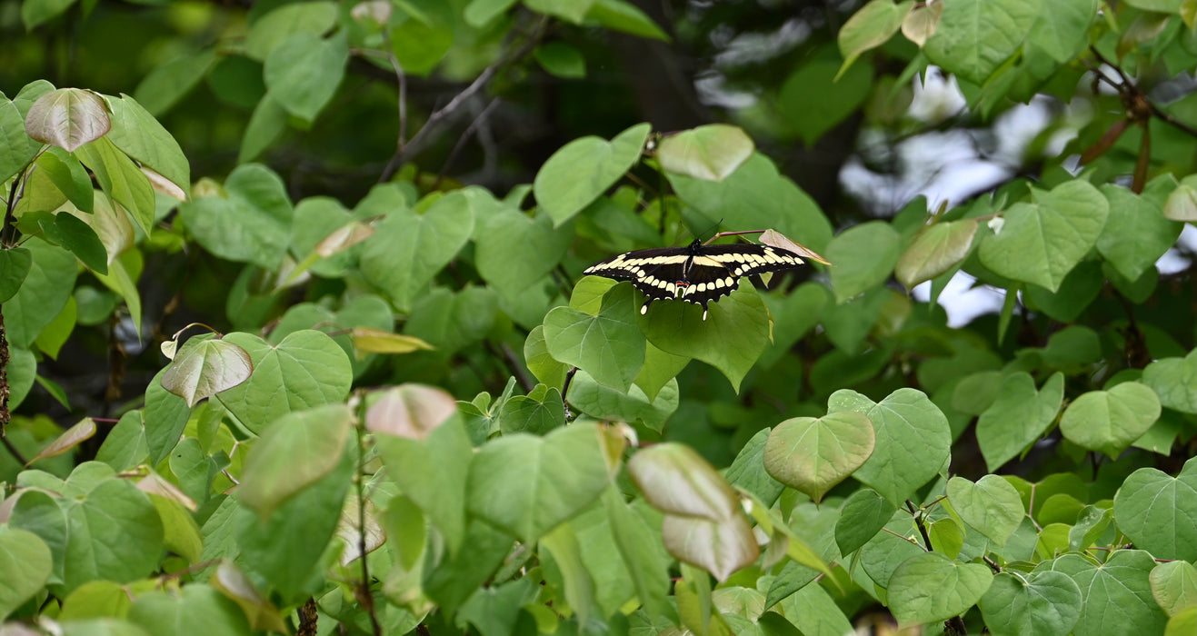 Redbud (Cercis canadensis)