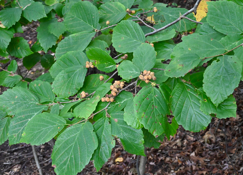 Common Witch Hazel (Hamamelis virginiana)