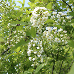 Chokecherry (Prunus virginiana)