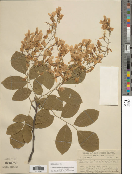 Kentucky Yellowwood (Cladrastis kentukea) 1 GAL