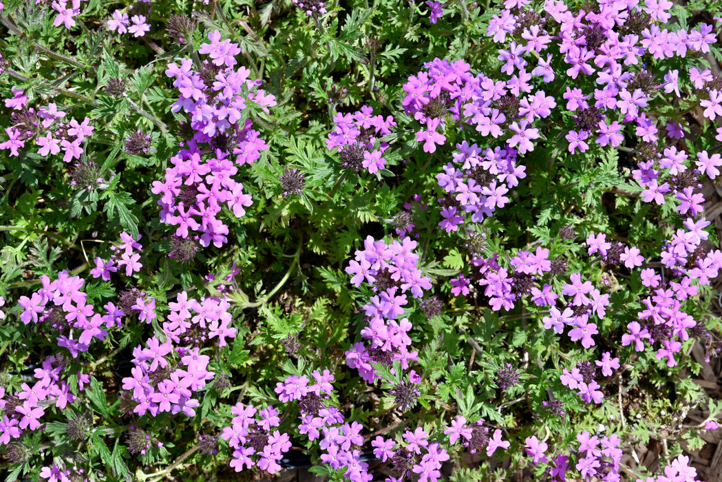 Rose Verbena (Glandularia canadensis) 2x2x3" Pot