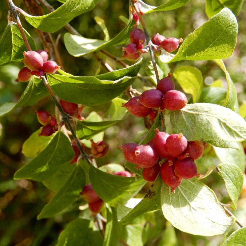 Coralberry (Symphoricarpos orbiculatus)