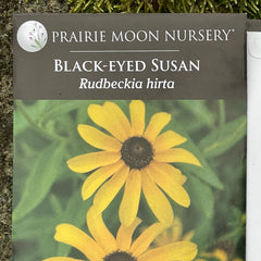 Seed Pack - Black Eyed Susan (Rudbeckia hirta)
