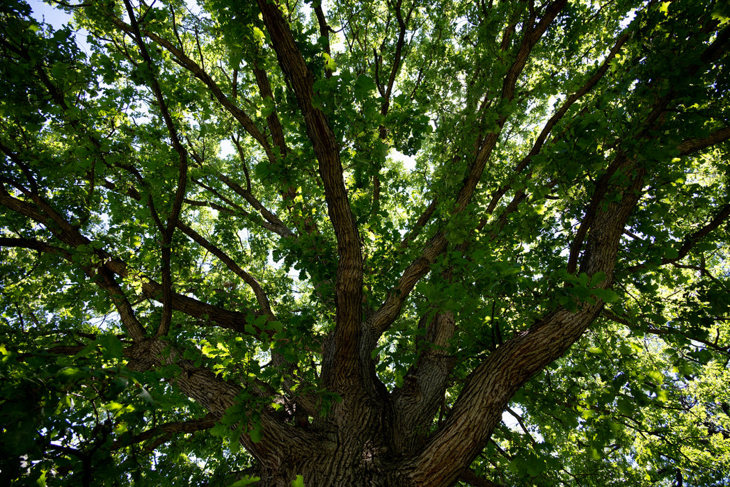Bur Oak (Quercus macrocarpa)